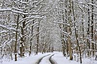 ´Champ des Epines´ forest road in the snow, Forest of Rambouillet, Haute Vallee de Chevreuse Regional Natural Park, Yvelines department, Ile de France...