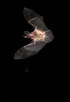 Brown Long-eared Bat, Ireland