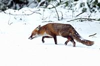 Red Fox in Winter, County Cavan, Ireland.
