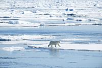 Polar Bear, Ursus maritimus, Mother with Two Cubs in Water, North East Greenland Coast, Greenland, Arctic.
