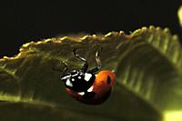 7-spot ladybird, Ireland