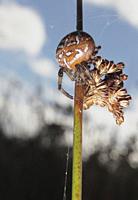 Garden Spider, Ireland