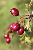Hawthorn Berries, Ireland