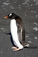 Antarctica. Gentoo penguin (Pygoscelis papua) on the rocky beach of Brown Bluff. East coast of Tabarin Peninsula, on the South-western coast of the An...