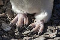 Adelie penguin (Pygoscelis adeliae), detail of webbed feet on stone nest. Paulet Island near the Antarctic Peninsula, Antarctica.