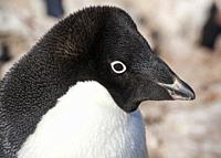 Adelie penguin (Pygoscelis adeliae). Paulet Island near the Antarctic Peninsula, Antarctica.