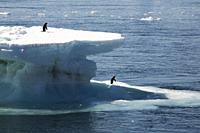 Two Adelie penguins (Pygoscelis adeliae) on small iceberg. Paulet Island near the Antarctic Peninsula, Antarctica.
