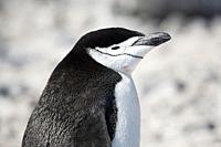 Chinstrap penguin (Pygoscelis antarcticus). Paulet Island near the Antarctic Peninsula, Antarctica.