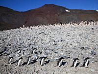 Adelie penguins (Pygoscelis adeliae) walking in a row. Colony in background. Paulet Island near the Antarctic Peninsula, Antarctica.