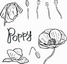 flower details: buds, stems and poppies, contour pattern isolated on white background