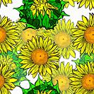 blooming yellow sunflowers and unblown green flower buds of a seamless pattern isolated on white background