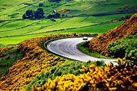 A9 main trunk road climbs 2 miles north of Helmsdale, Sutherland on Scotlands N. E. coast. Looking south over early summer yellow gorse and farmland.