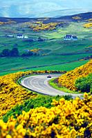 A9 main trunk road climbs 2 miles north of Helmsdale, Sutherland on Scotlands N. E. coast. Looking south over early summer yellow gorse and farmland.