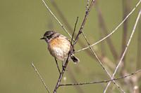 Germany, Saarland, Homburg - A stonechat on his vantage point.