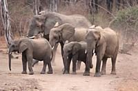 Zambia: Elephants in South Luanga National park,.