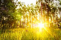 Sunset Or Sunrise In Forest Landscape. Sun Sunshine With Natural Sunlight And Sun Rays Through Woods Trees In Summer Forest. Beautiful Scenic View.