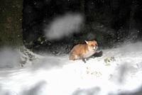Red Fox in Winter, Ireland