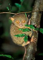 Tarsier: World smalles monkey in Sabah on Borneo Island.