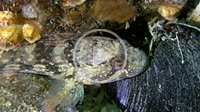 Sea fish Ratan goby (Neogobius ratan) lies on the bottom, close-up.