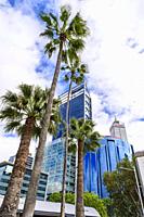 Palm trees and skyscrapers of Perth CBD including BHP Billiton and Rio Tinto, Perth, Western Australia, Australia.