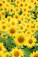 Impressionist Art of a beautiful field of sunflowers.