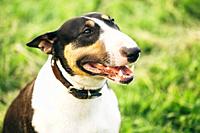 Pet Bullterrier Dog Portrait At Green Grass. Other names - Bully, The White Cavalier, Gladiator, and English Bull Terrier.
