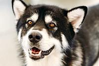 Gray Happy Adult Alaskan Malamute Dog Close Up Portrait.
