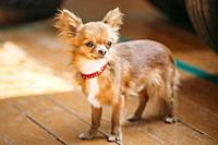 Beautiful Young Red Brown And White Tiny Chihuahua Dog Staying On Wooden Floor.