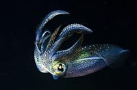 Bigfin reef squid, Sepioteuthis lessoniana, Anilao, Batangas, Philippines, Pacific.