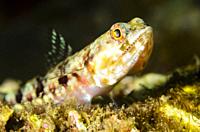 Reef lizardfish, Synodus variegatus, Lembeh Strait, North Sulawesi, Indonesia, Pacific.
