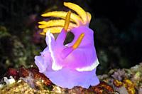 sea slug or nudibranch, Hypselodoris apolegma, Anilao, Batangas, Philippines, Pacific.