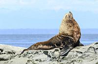 Steller Sea Lion, Eumetopias jubatus, Salish Sea, British Columbia, Canada, Pacific.