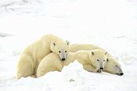 Polar Bear (Ursus maritimus) Mother and yearling cubs resting along the Hudson Bay coast, Wapusk NP, Cape Churchill, Manitoba, Canada.