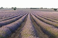 Lavender fields in Brihuega Guadalajara. Spain