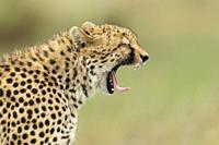 Mouth of Cheetah. Acinonyx jubatus. Kenia. Africa.