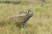 Male Red deer. Cervus elaphus. Alava. Spain.