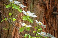 Dogwood Blossoms and Cedar Tree.