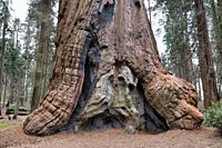 A giant in the forest, Sequoia National Park, California, USA.