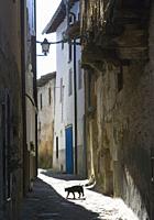 Cat on narrow street. Valverde de la Vera. Caceres Province, Extremadura, Spain