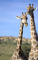 Giraffe (Giraffa giraffa giraffa), Kgalagadi Transfrontier Park, Kalahari desert, South Africa/Botswana.