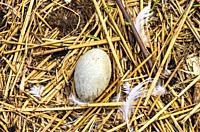 Bird nest with egg, here swan´s egg, from above.