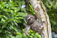 A captive ""pet"" brown-throated sloth, Bradypus variegatus, San Francisco Village, Loreto, Peru.