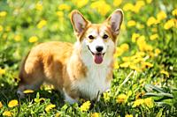 Funny Pembroke Welsh Corgi Dog Puppy Playing In Green Summer Grass. Welsh Corgi Is A Small Type Of Herding Dog That Originated In Wales.