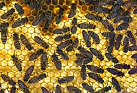 Honey bees, Apis mellifera, on a honeycomb with sunlight shining through the honeycomb.