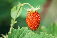 Red Fragaria Or Wild Strawberries. Growing Organic Wild Strawberry. Ripe Berry In Fruit Garden.