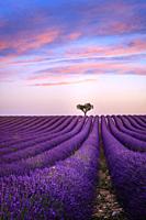 Lavender fields in the early morning Valensole Plateau Forcalquier Alpes-de-Haute-Provence Provence-Alpes-Cote d'Azur France.