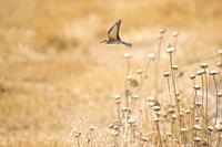 European Bee Eater starting fly on a yellow field in Garrotxa, Catalonia, Spain