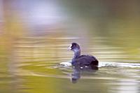 Eurasian Coot into the river reflections at the mouth of the river Fluvià, Catalonia Spain