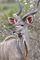Greater kudu (Tragelaphus strepsiceros), adult male, alert, Kruger National Park, South Africa, Africa.