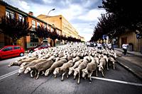 Large flock of sheep transits through the streets of the city of Soria during the transhumance routes that takes place in late spring in Spain.